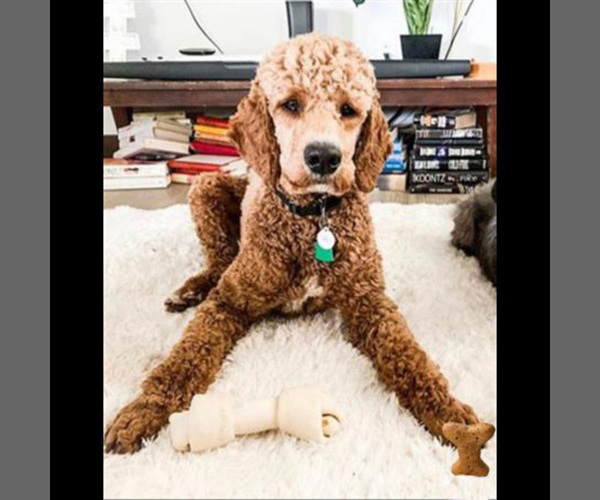 Medium Photo #1 Miniature Bernedoodle Puppy For Sale in SANDPOINT, ID, USA