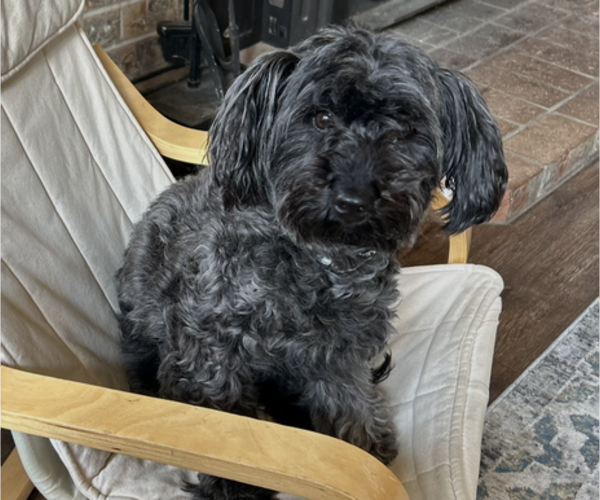 Medium Photo #1 Poodle (Miniature) Puppy For Sale in VANCOUVER, WA, USA