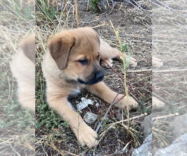 Medium Photo #5 Great Pyrenees-Rottweiler Mix Puppy For Sale in DEARY, ID, USA
