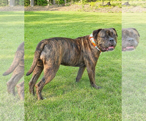 Medium Photo #3 Mastiff Puppy For Sale in Westminster, MA, USA