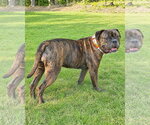 Small #2 Mastiff