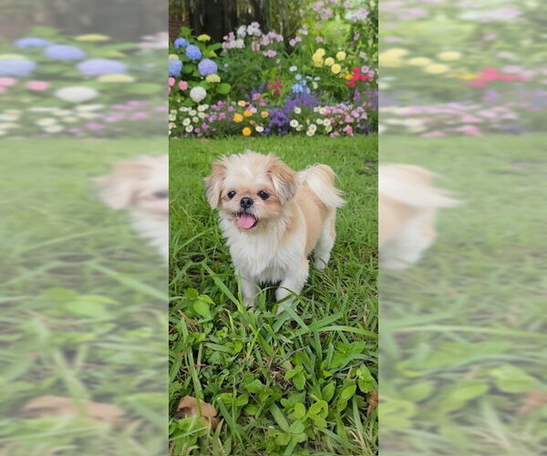 Medium Photo #1 Shih Tzu Puppy For Sale in Weston, FL, USA
