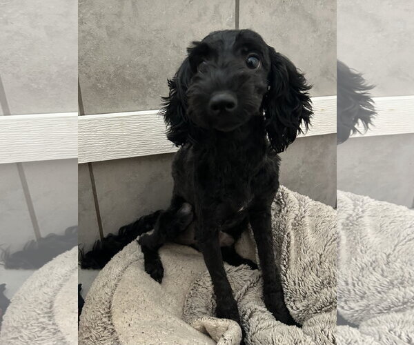 Medium Photo #7 Poodle (Miniature)-Unknown Mix Puppy For Sale in Pacolet, SC, USA