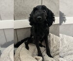 Small #6 Poodle (Miniature) Mix