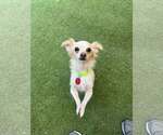 Small #1 Chihuahua Mix