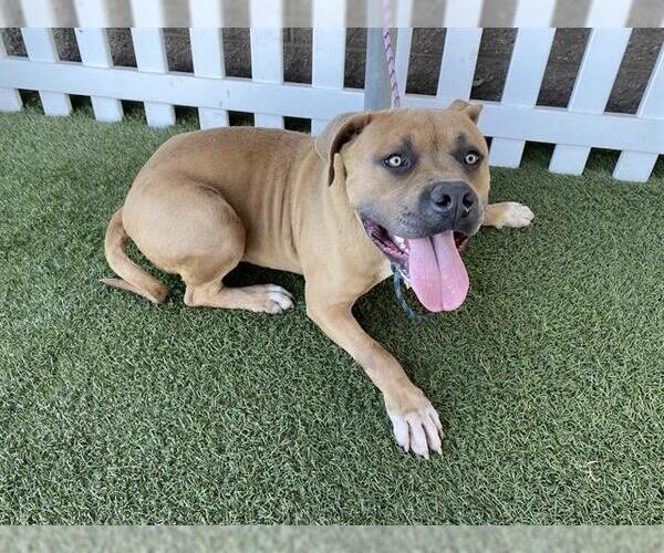 Medium Photo #1 Mutt Puppy For Sale in Modesto, CA, USA