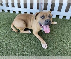 Mutt Dogs for adoption in Modesto, CA, USA