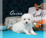 Small #11 Poodle (Toy)