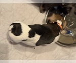 Small #5 French Bulldog