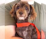 Small Mutt