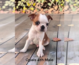 Boston Terrier Puppy for sale in EWING, KY, USA