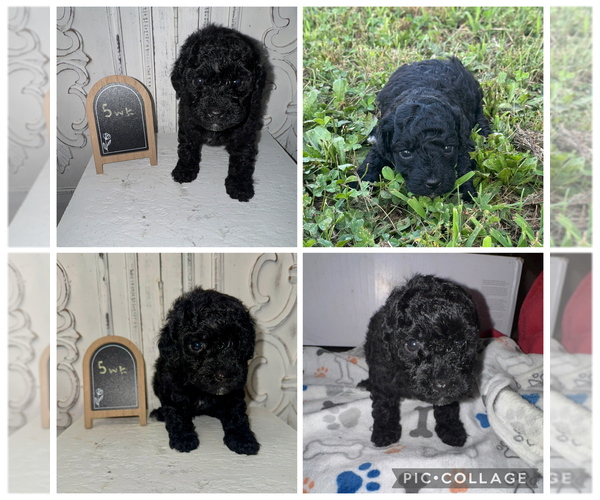 Medium Photo #1 Poodle (Miniature) Puppy For Sale in WHITE, GA, USA