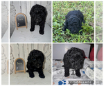 Image preview for Ad Listing. Nickname: Black Male