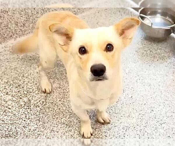 Medium Photo #3 Cardigan Welsh Corgi-Unknown Mix Puppy For Sale in Houston, TX, USA