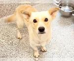 Small #2 Cardigan Welsh Corgi Mix