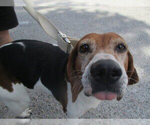 Treeing Walker Coonhound Dogs for adoption in Ocala, FL, USA
