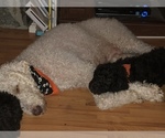 Small Photo #18 Labradoodle-Poodle (Standard) Mix Puppy For Sale in EMMITSBURG, MD, USA