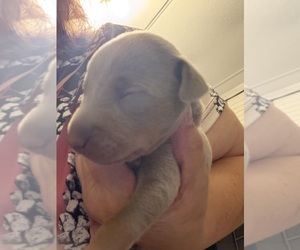 Miniature Pinscher Puppy for sale in BLUEFIELD, VA, USA