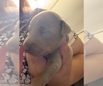 Image preview for Ad Listing. Nickname: Fawn male