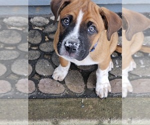 Box heeler Puppy for sale in CEDAR LAKE, IN, USA