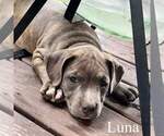 Small Photo #3 American Bully Puppy For Sale in RICHMOND, IN, USA