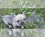 Small #1 French Bulldog
