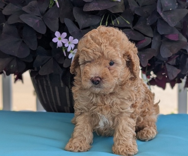 Medium Photo #2 Poodle (Toy) Puppy For Sale in GOSHEN, IN, USA