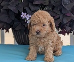 Small #1 Poodle (Toy)