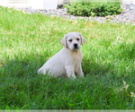 Small #1 Labrador Retriever
