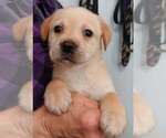Small #12 Labrador Retriever