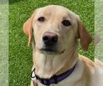 Small #1 Labrador Retriever Mix
