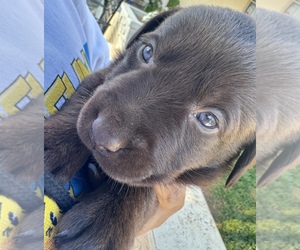 Labrador Retriever Puppy for sale in MORENO VALLEY, CA, USA