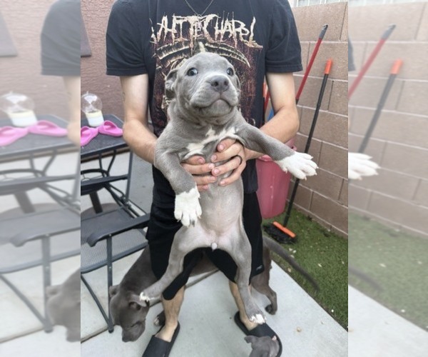Medium Photo #3 American Pit Bull Terrier Puppy For Sale in HENDERSON, NV, USA