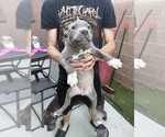 Various - Male American Pit Bull Terrier Dog for Adoption - Photo #3