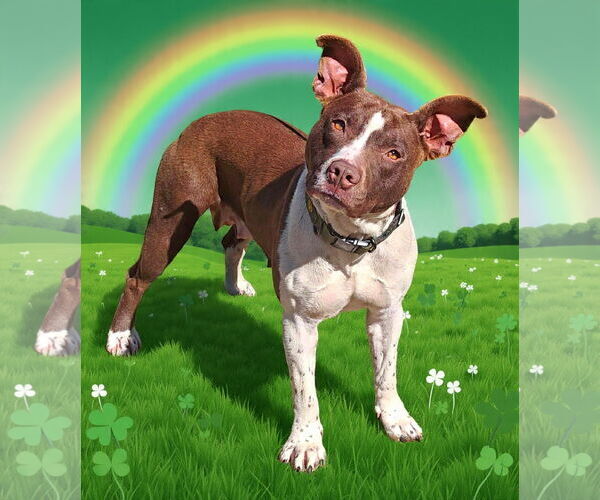 Medium Photo #6 Mutt Puppy For Sale in Talladega, AL, USA