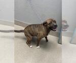 Small Mutt