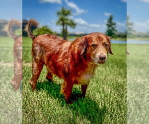 Golden Retriever Dogs for adoption in Bonita Springs, FL, USA