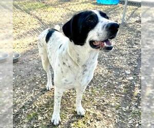 Great Pyrenees-Unknown Mix Dogs for adoption in Conroe, TX, USA