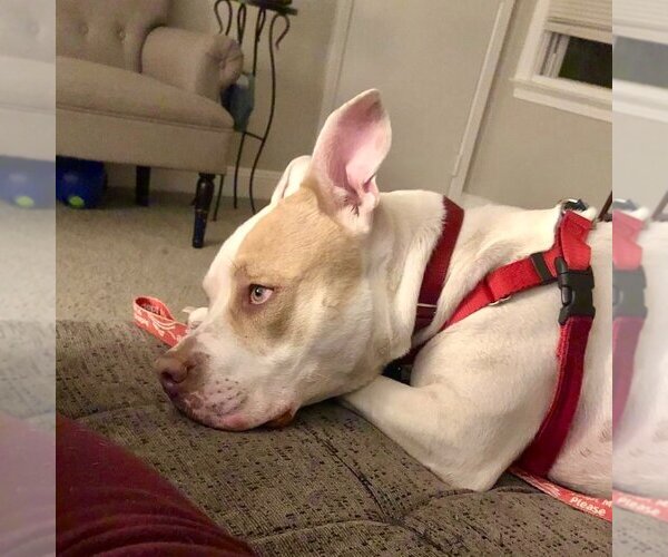 Medium Photo #12 American Bulldog-Unknown Mix Puppy For Sale in Canton, CT, USA