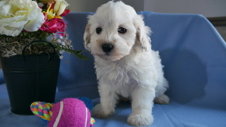 Maltipoo Puppy for sale in KENSINGTON, OH, USA