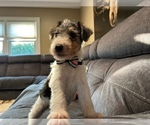 Small #8 Wire Fox Terrier