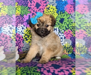 Pom-A-Poo Puppy for sale in OXFORD, PA, USA