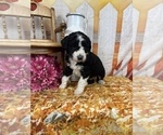 Small Photo #43 Aussiedoodle Puppy For Sale in COMMERCE, MI, USA