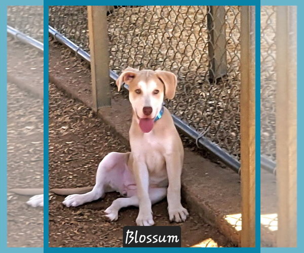 Medium Photo #2 Mutt Puppy For Sale in Granbury, TX, USA