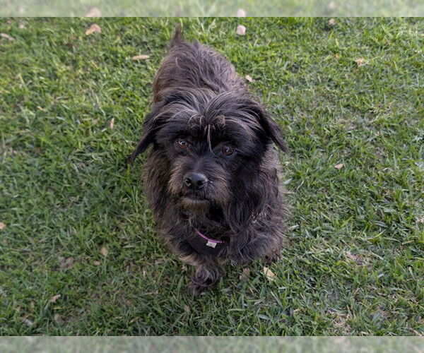 Medium Photo #1 Shih-Poo Puppy For Sale in San Clemente, CA, USA