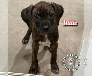 Labrador Retriever-Unknown Mix Dogs for adoption in Omaha, NE, USA