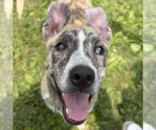 Medium Photo #1 Mutt Puppy For Sale in Jefferson, WI, USA