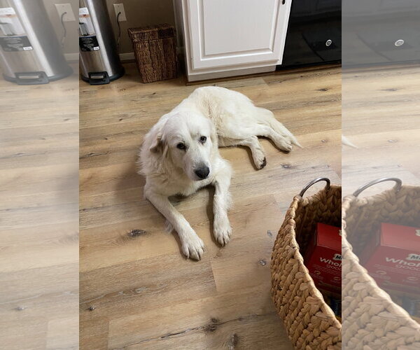 Medium Photo #11 Great Pyrenees Puppy For Sale in Spring, TX, USA