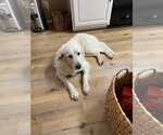 Small #10 Great Pyrenees