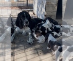 Small English Springer Spaniel